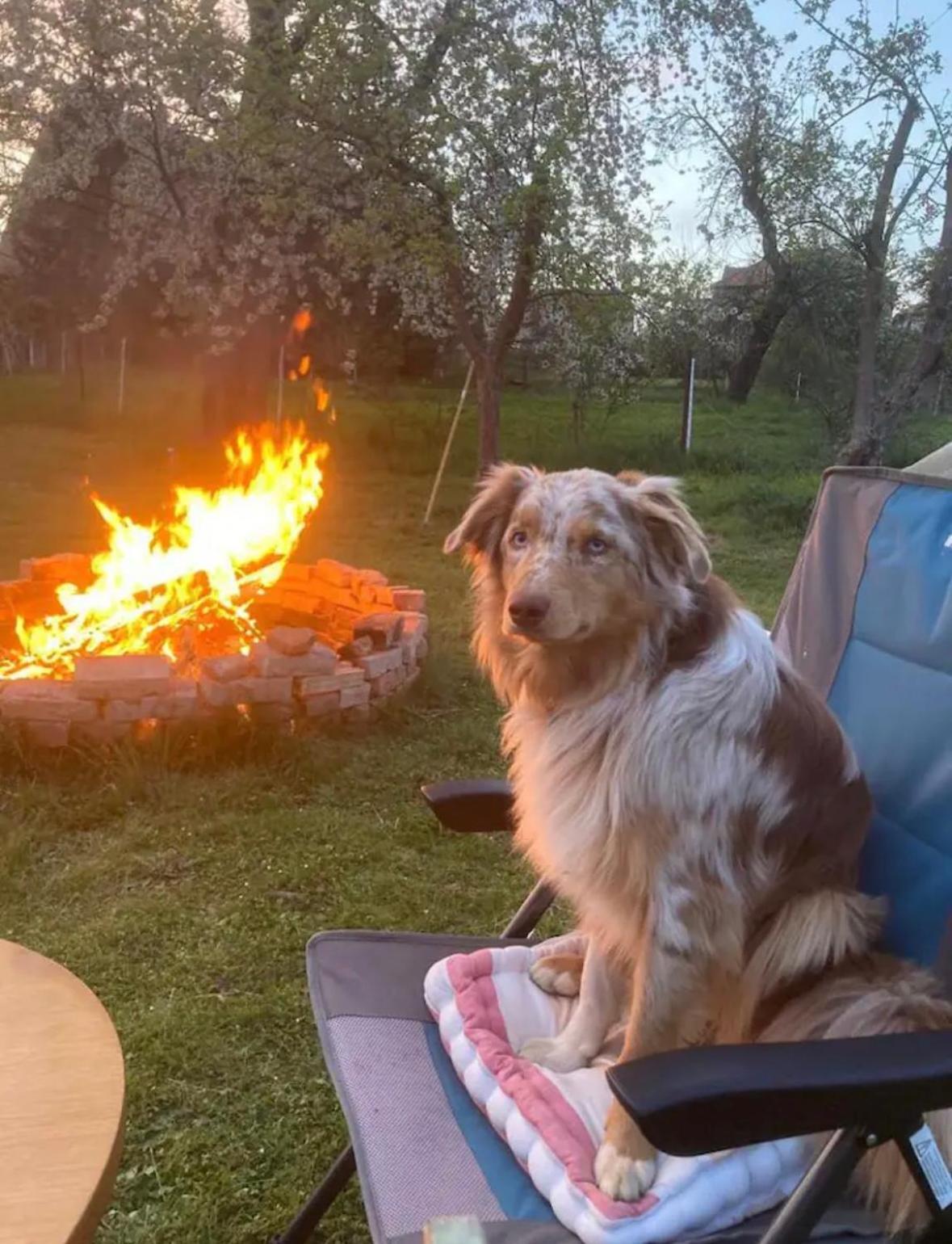 Villaharmony Wartet Auf Familien Mit Hund! Lommatzsch Exterior photo
