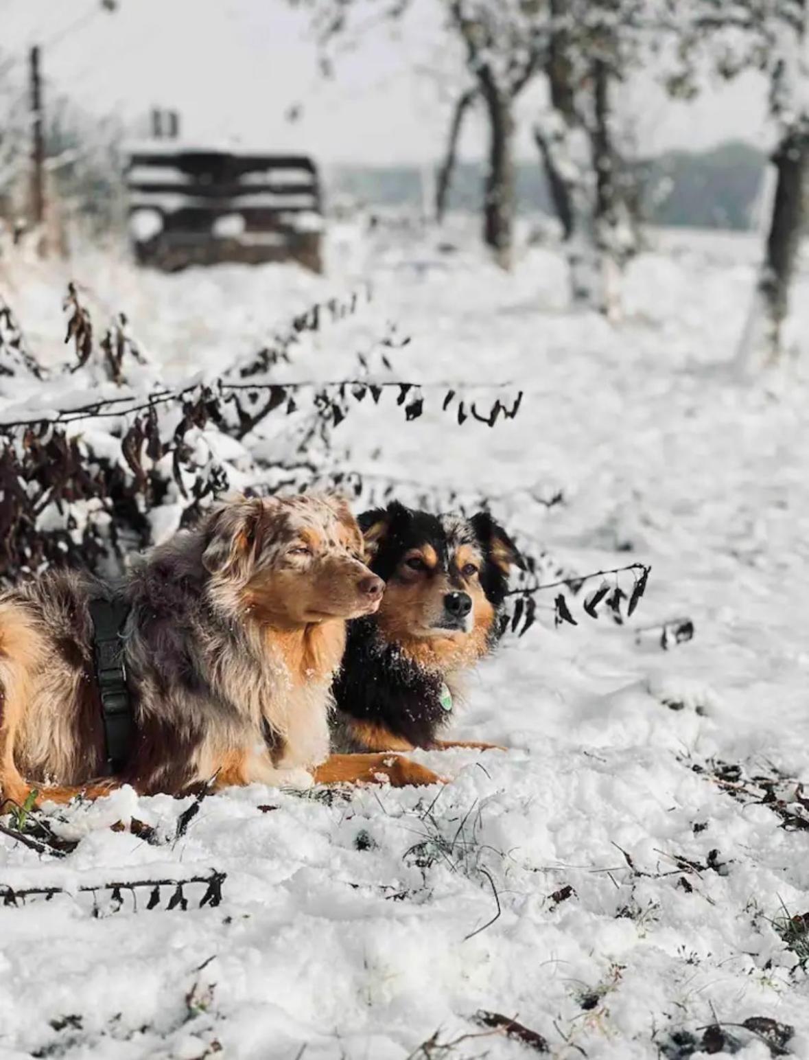 Villaharmony Wartet Auf Familien Mit Hund! Lommatzsch Exterior photo